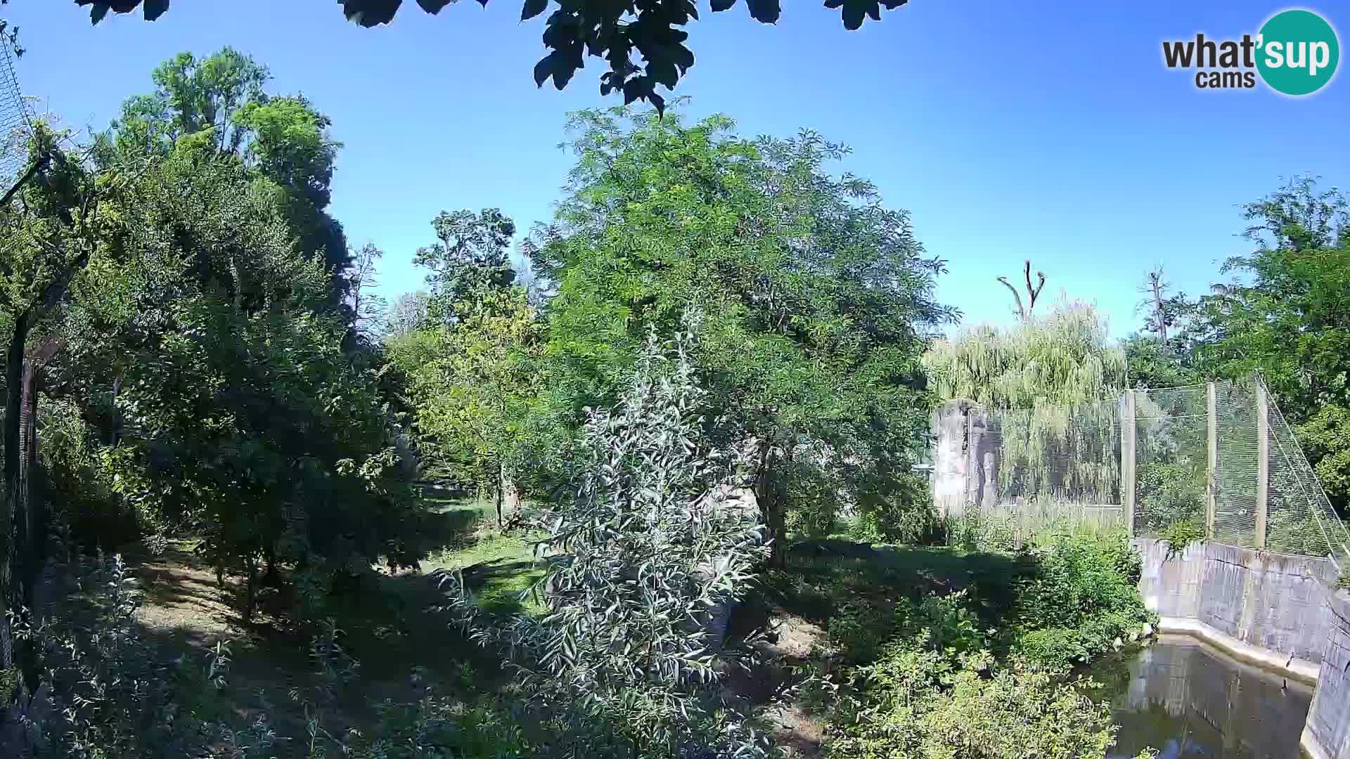 Zoo Zagreb – Löwen