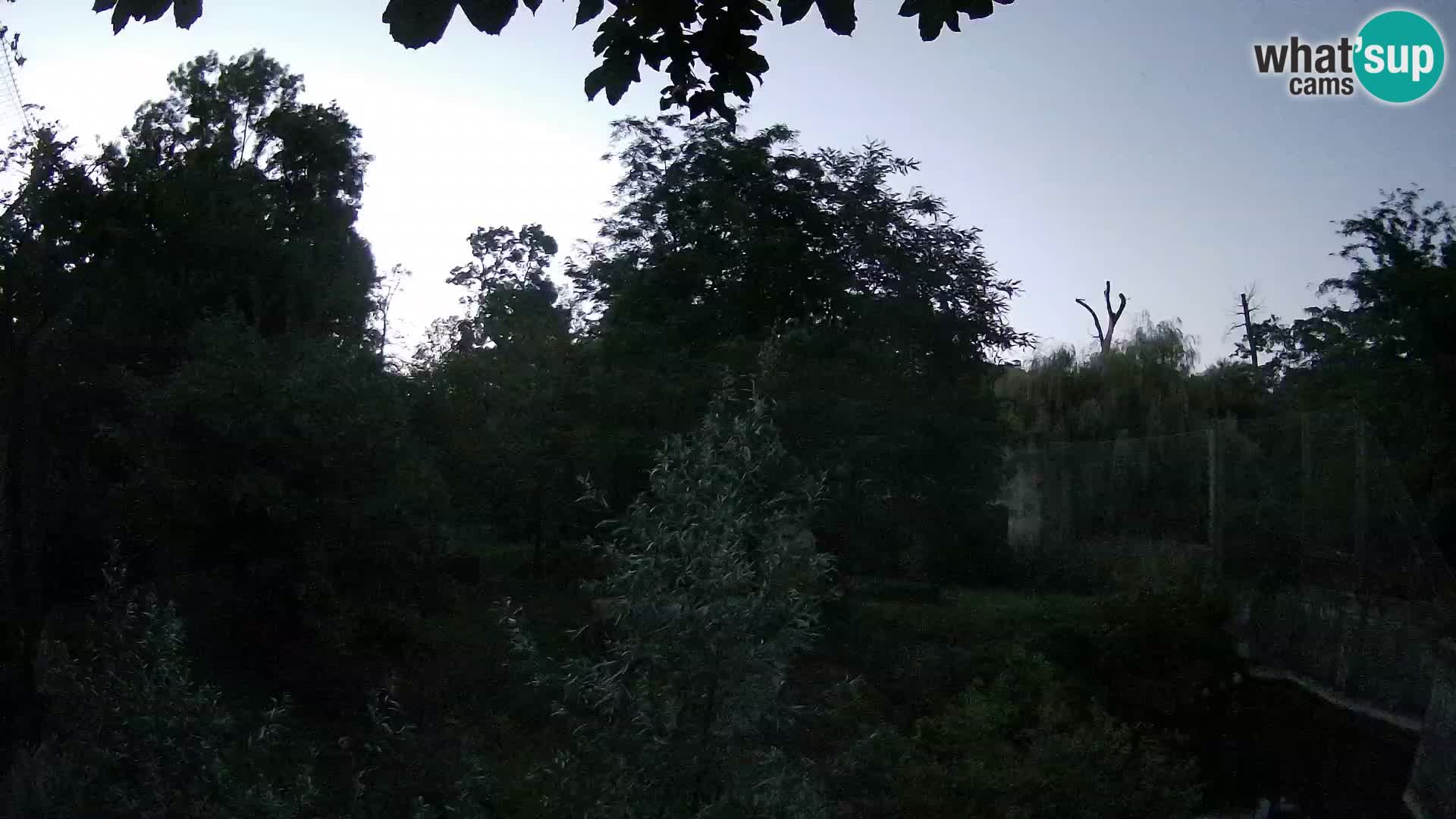 Zoo Zagreb – Löwen