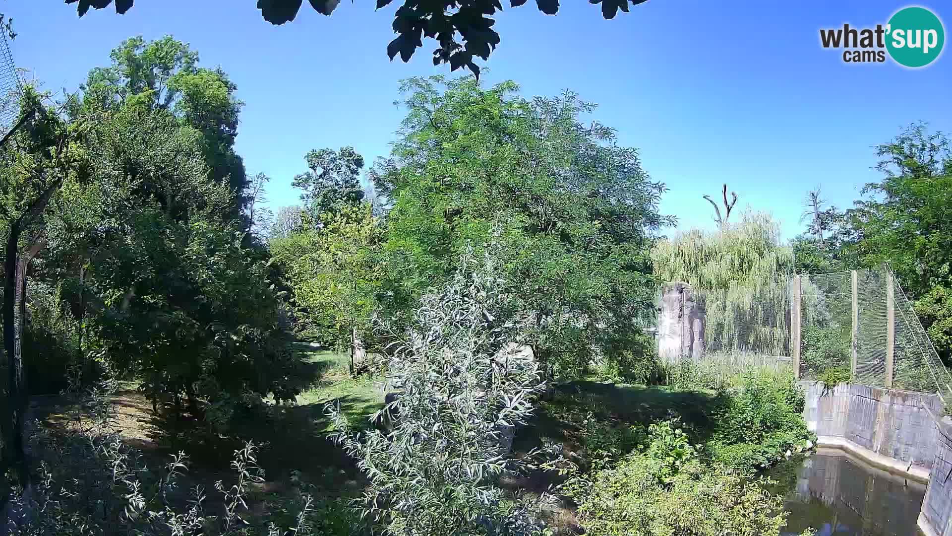 Zoo Zagreb – Leoni