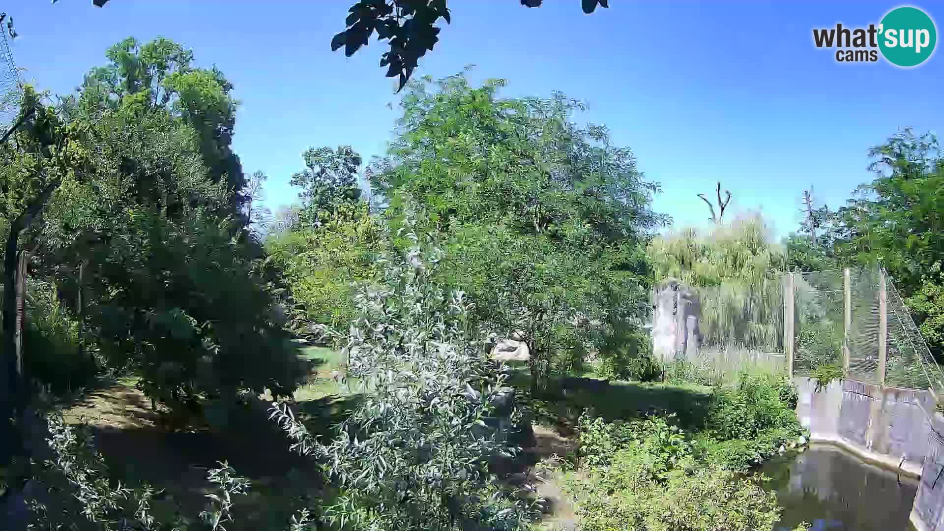 Zoo Zagreb – Löwen