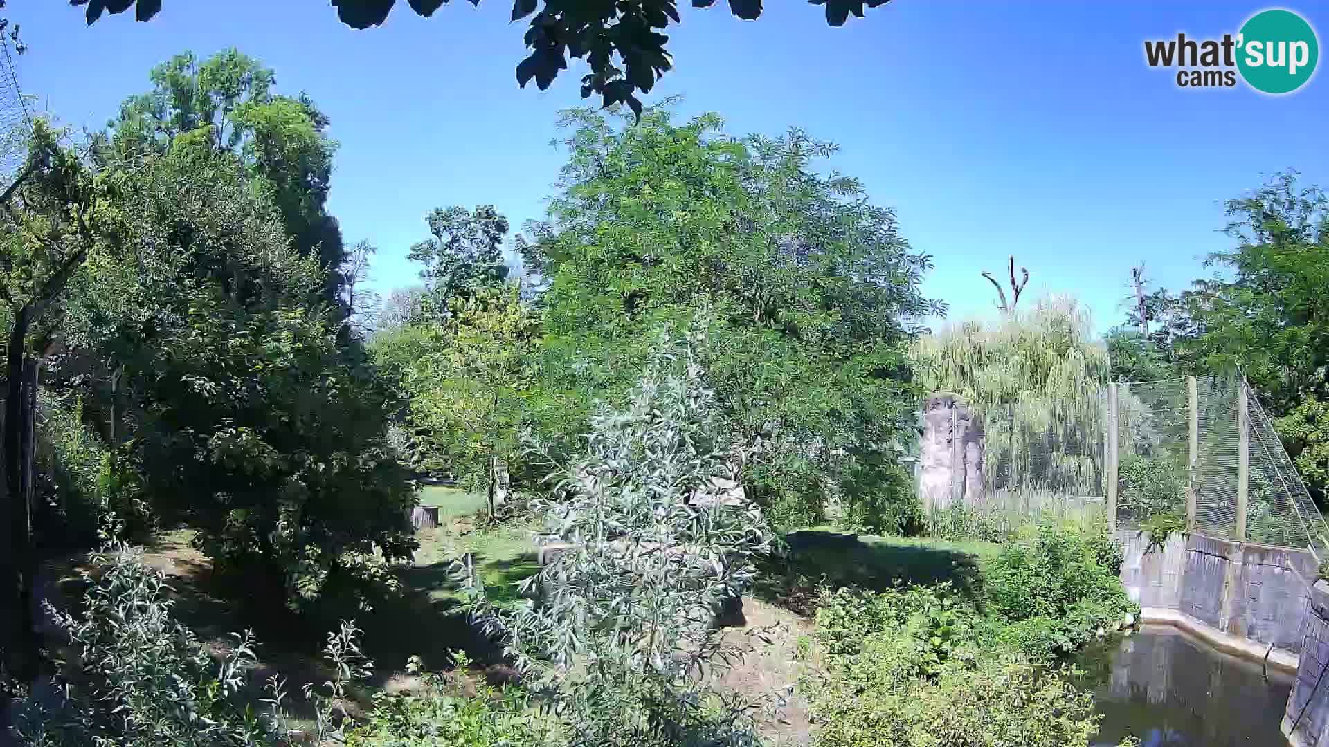 Spletna kamera Zoo Zagreb – Levi