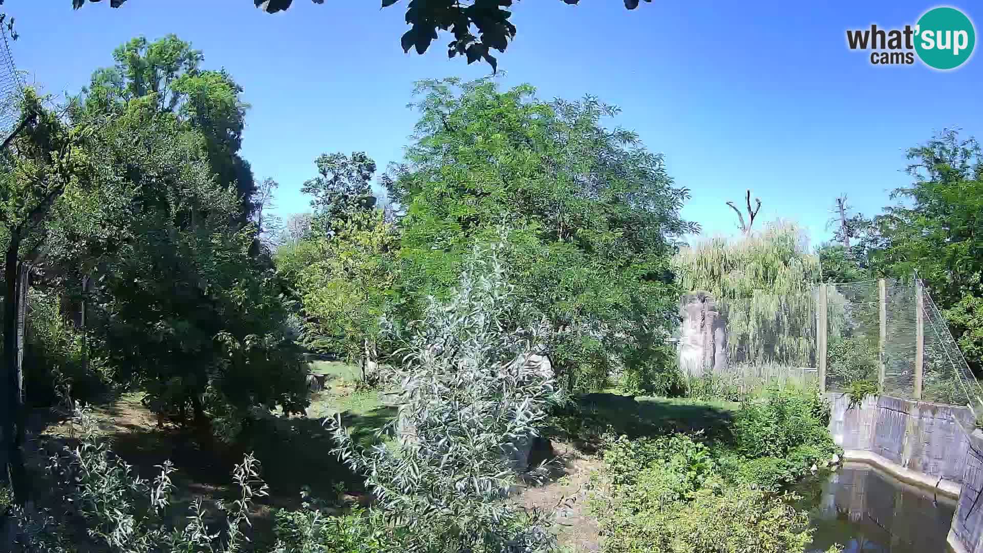 Zoo Zagreb – Lavovi