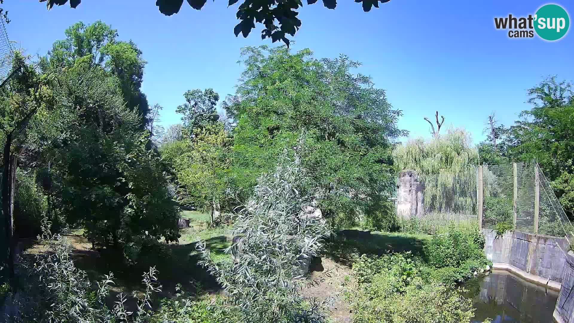 Zoo Zagreb – Leones