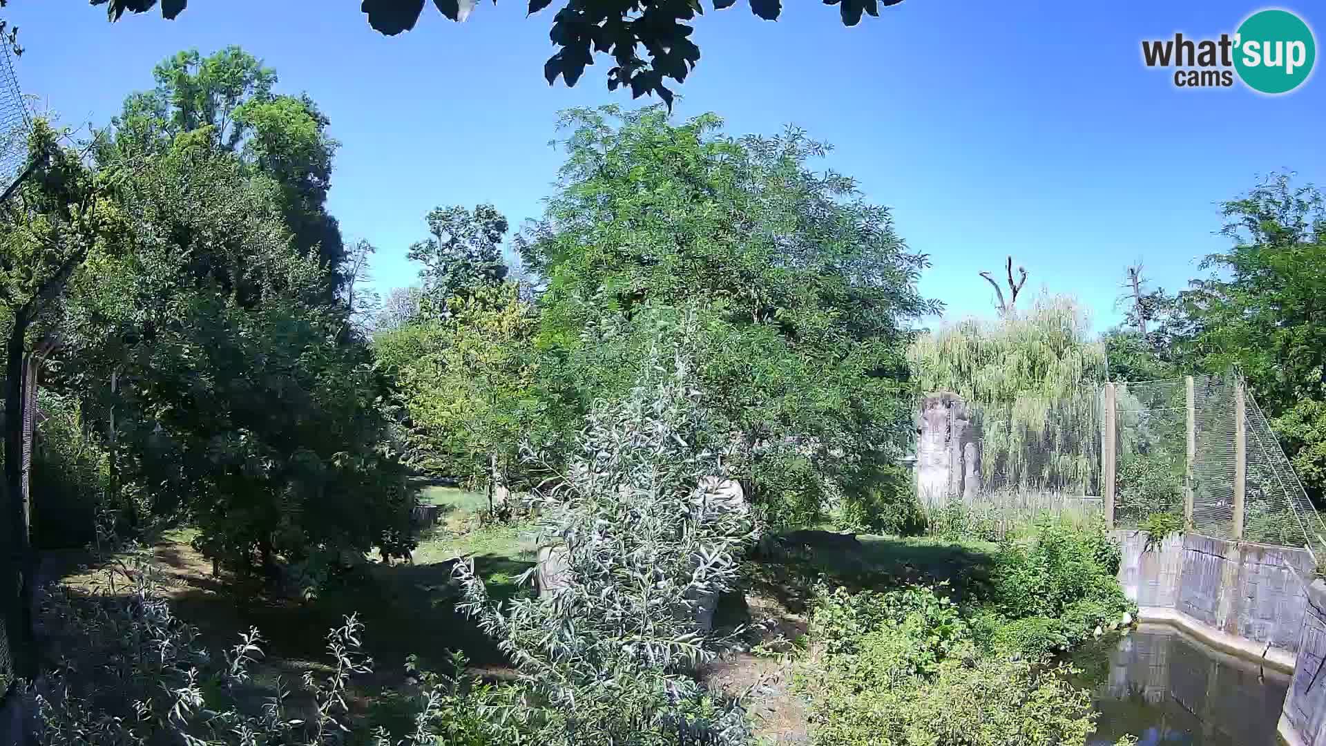Zoo Zagreb – Lavovi