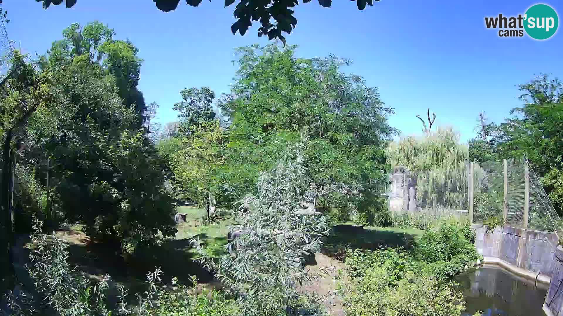 Zoo Zagreb – Lavovi
