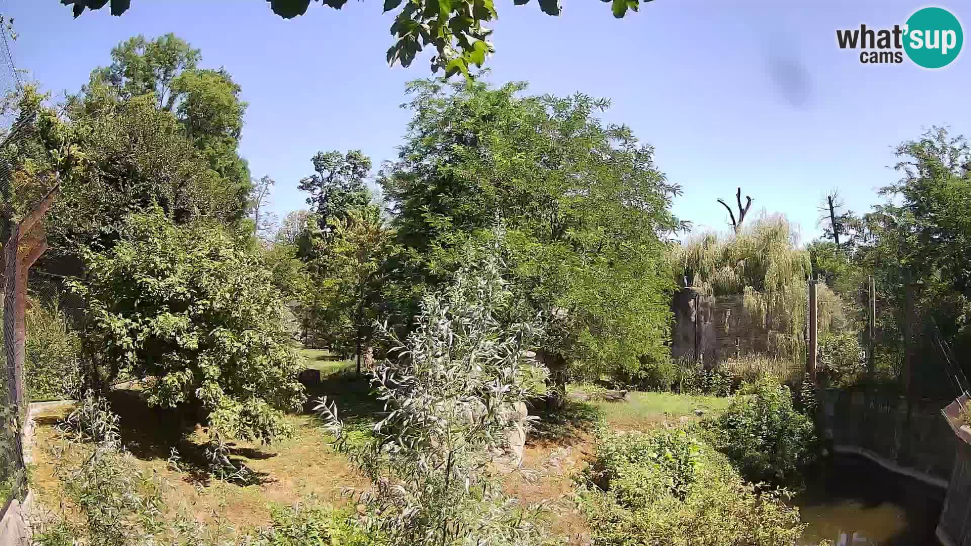 Zoo Zagreb – Lion