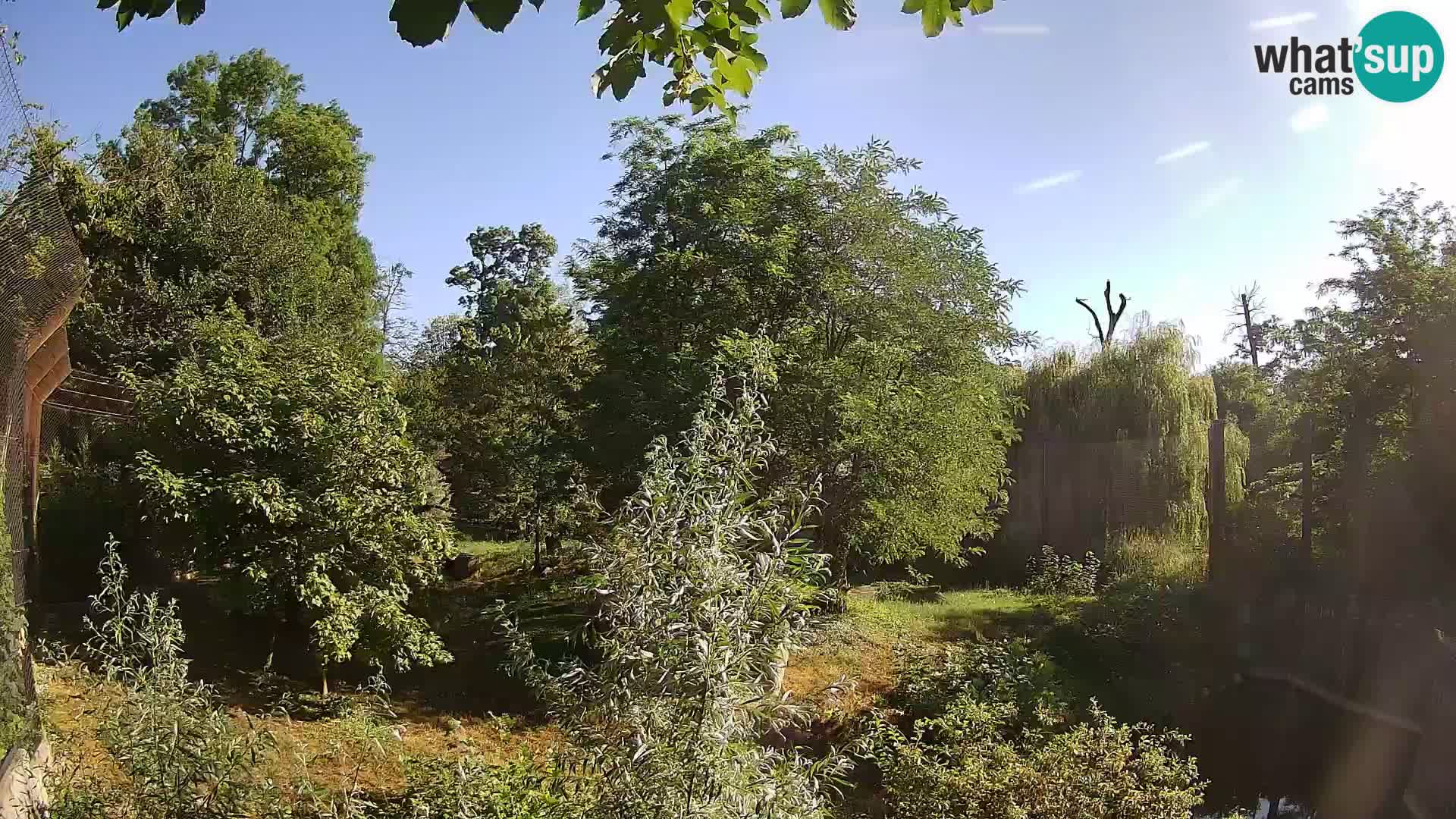Zoo Zagreb – Lavovi