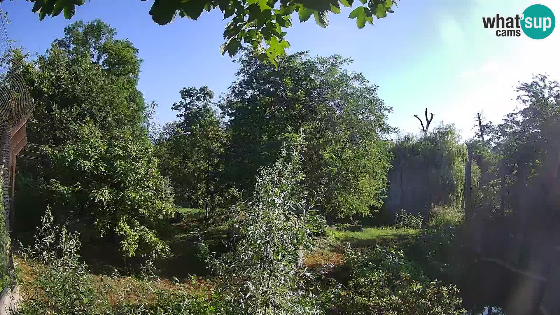 Zoo Zagreb – Lavovi