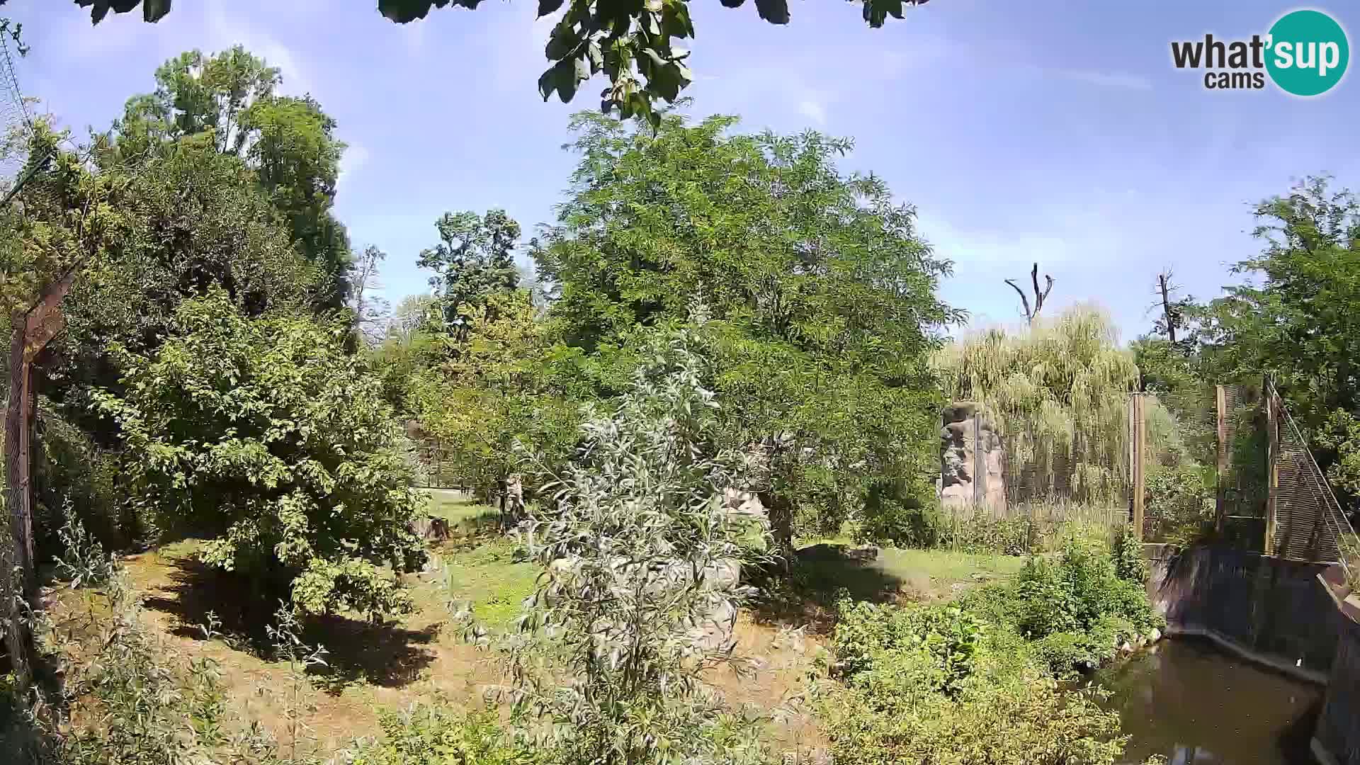 Zoo Zagreb – Lavovi