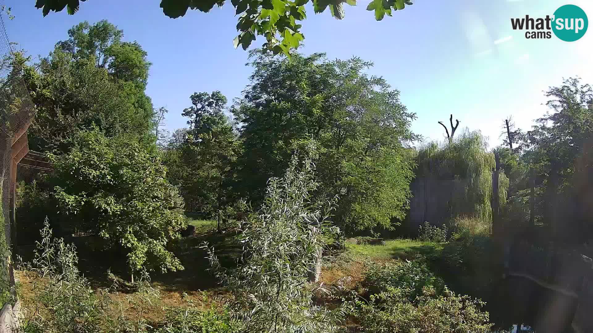 Zoo Zagreb – Lavovi