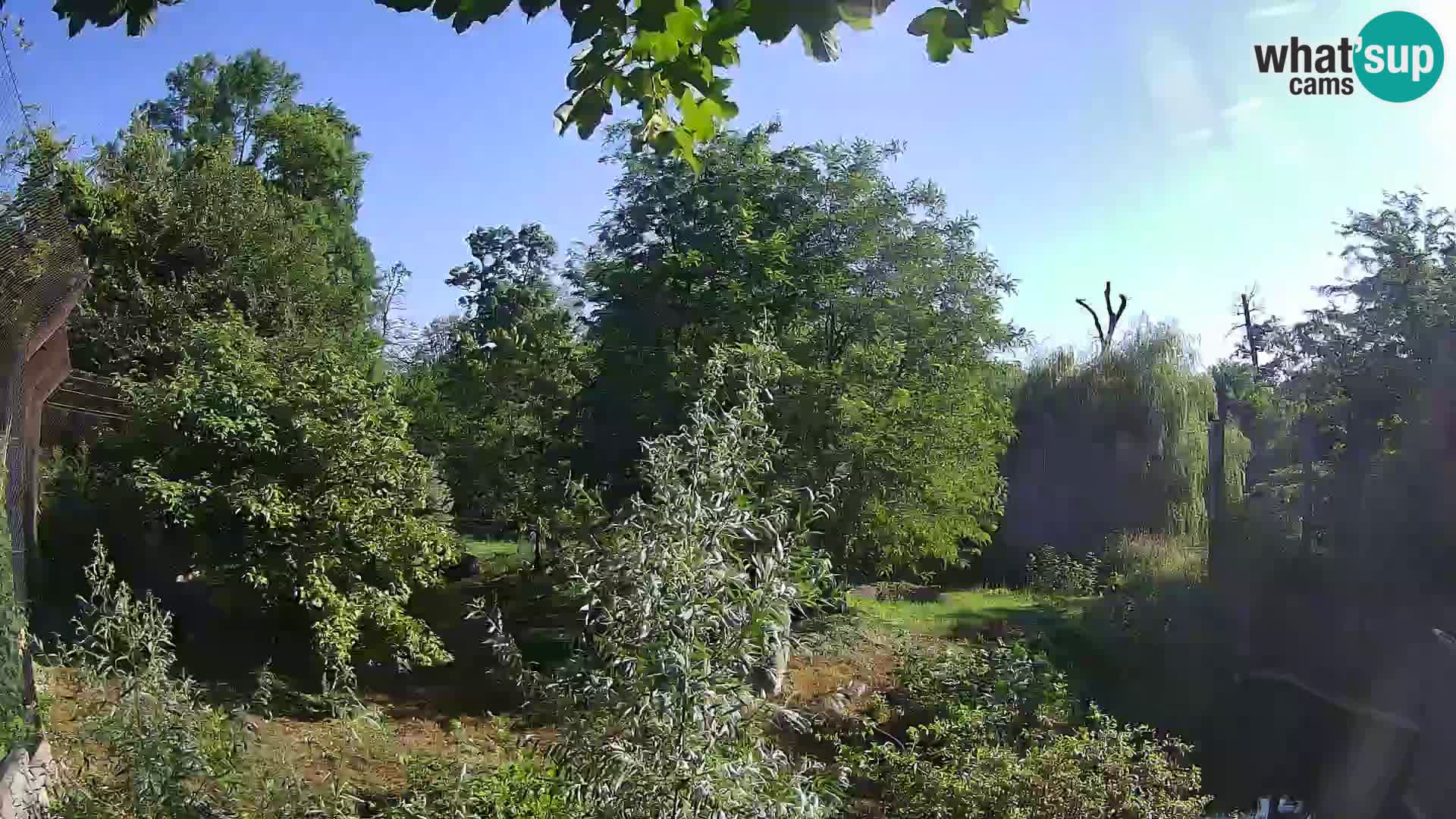 Zoo Zagreb – Löwen