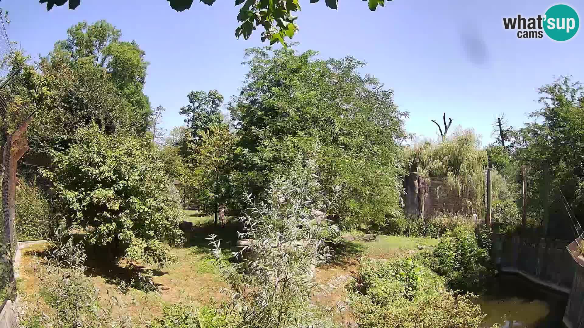 Zoo Zagreb – Lavovi