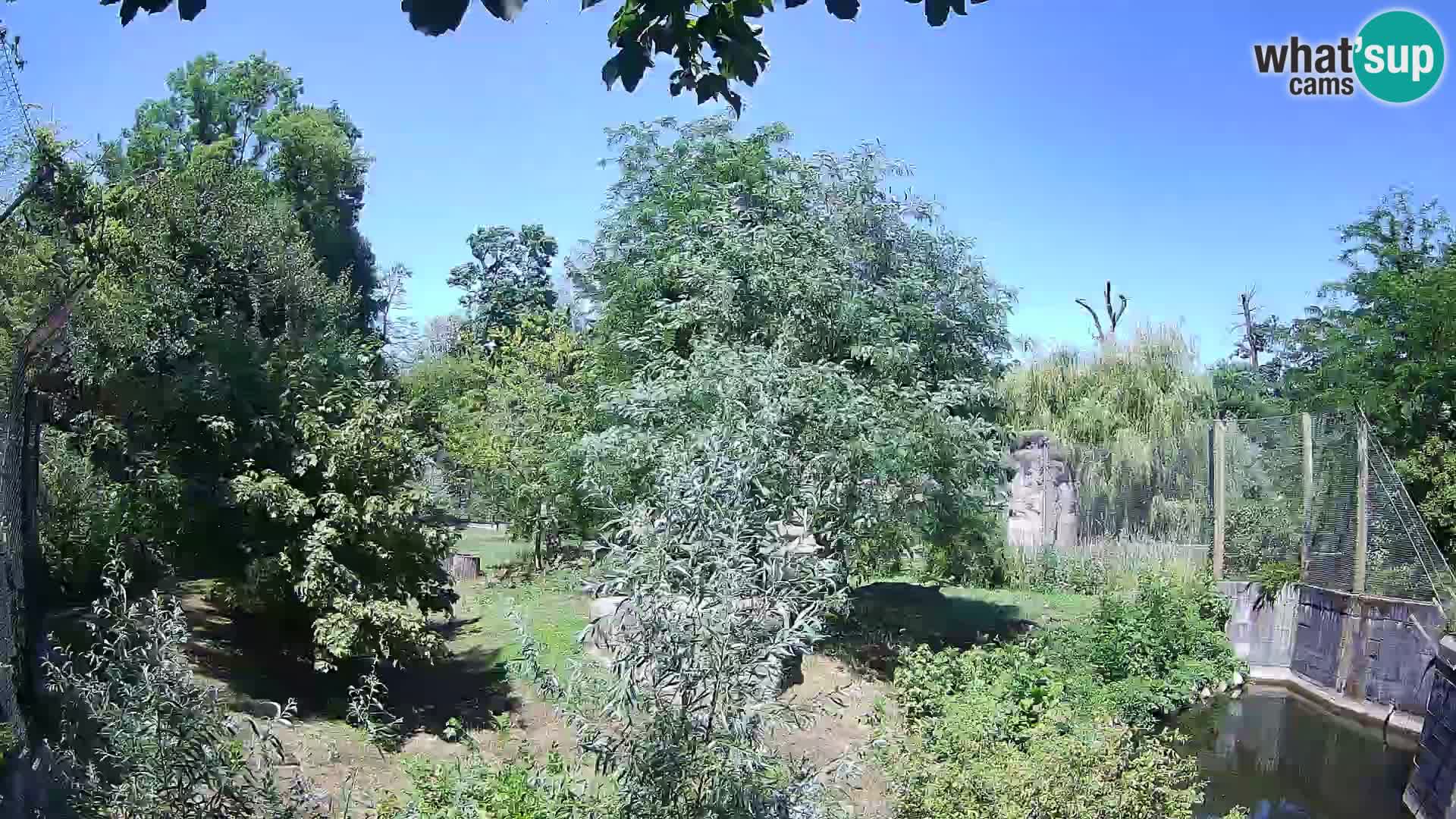 Zoo Zagreb – Lavovi