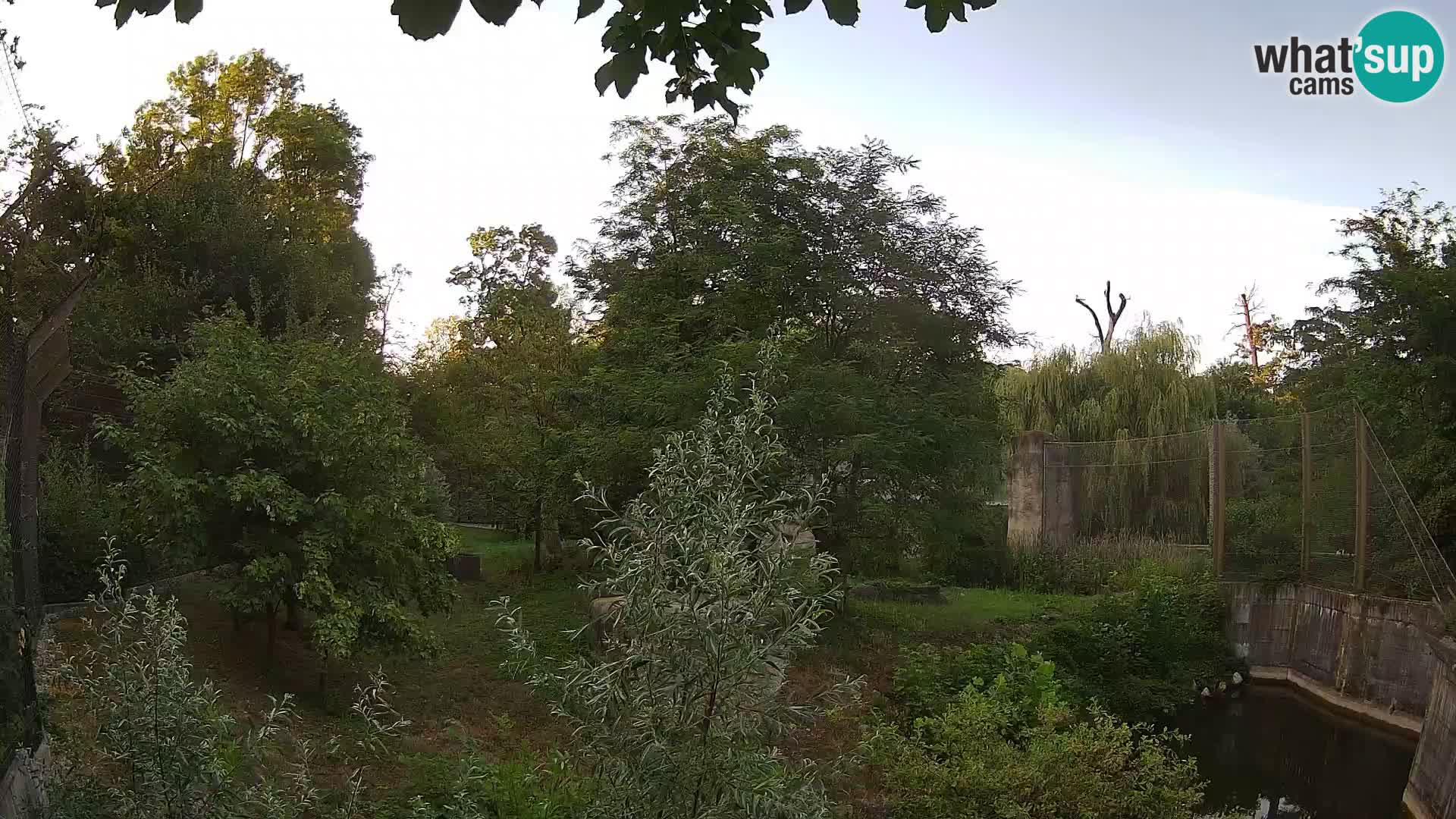 Zoo Zagreb – Leones