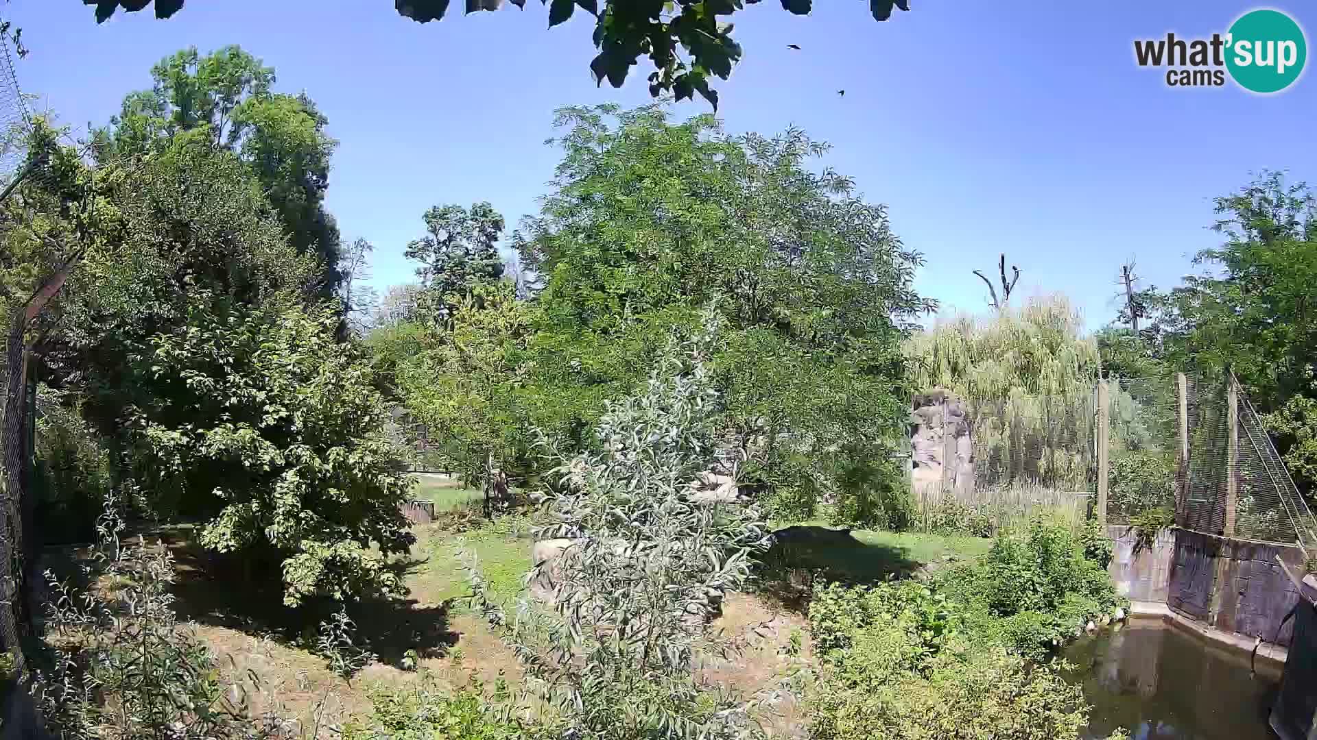 Zoo Zagreb – Lion