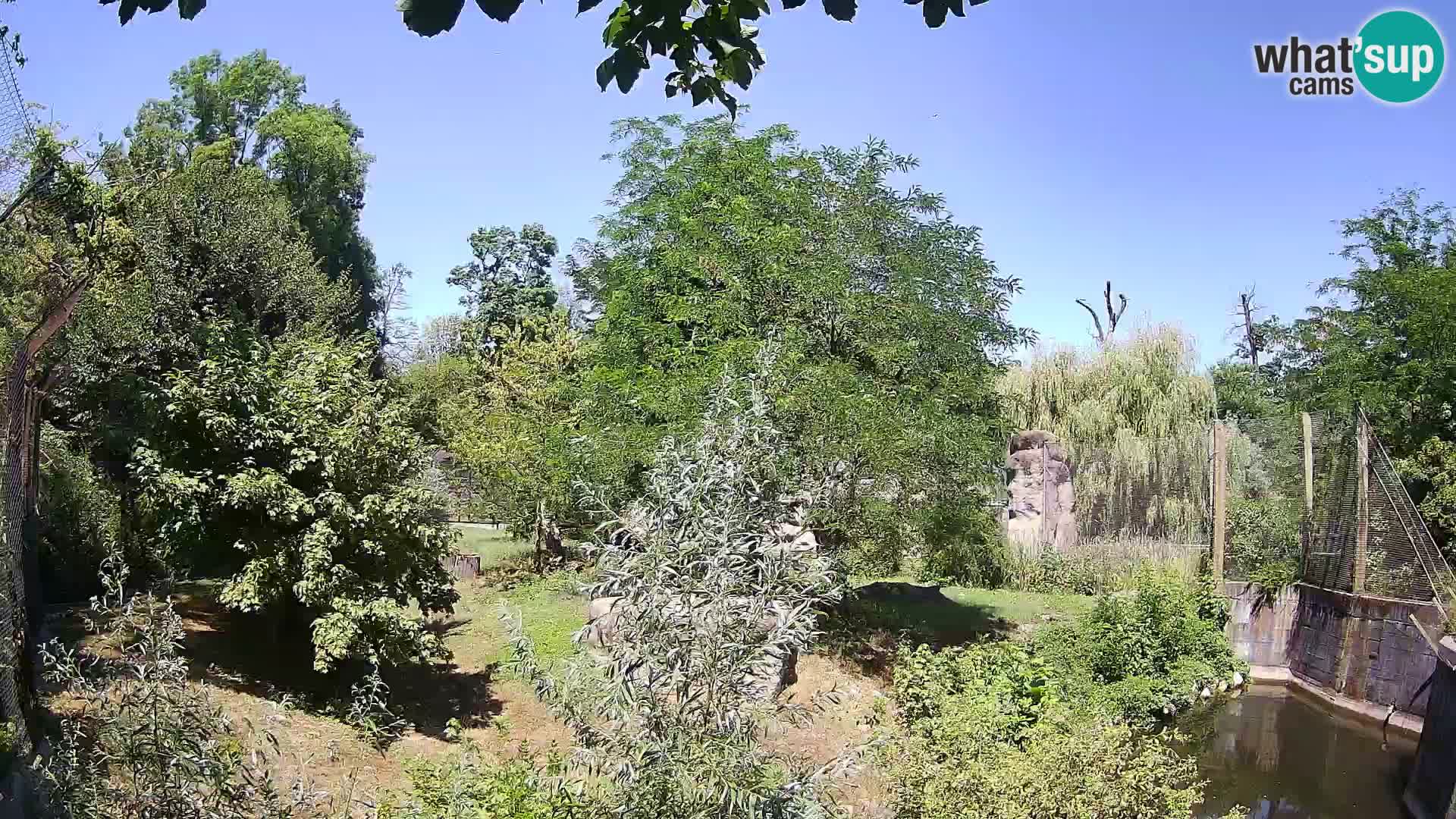 Spletna kamera Zoo Zagreb – Levi