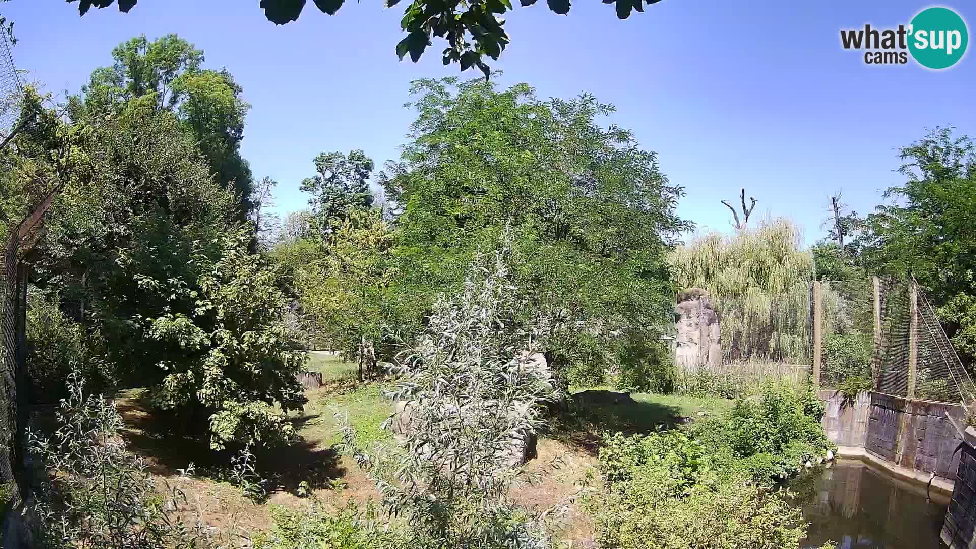 Zoo Zagreb – Lion