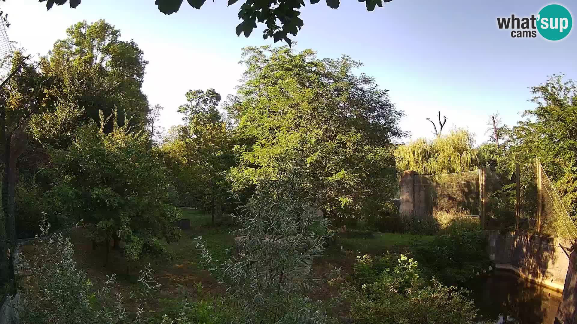 Zoo Zagreb – Leones
