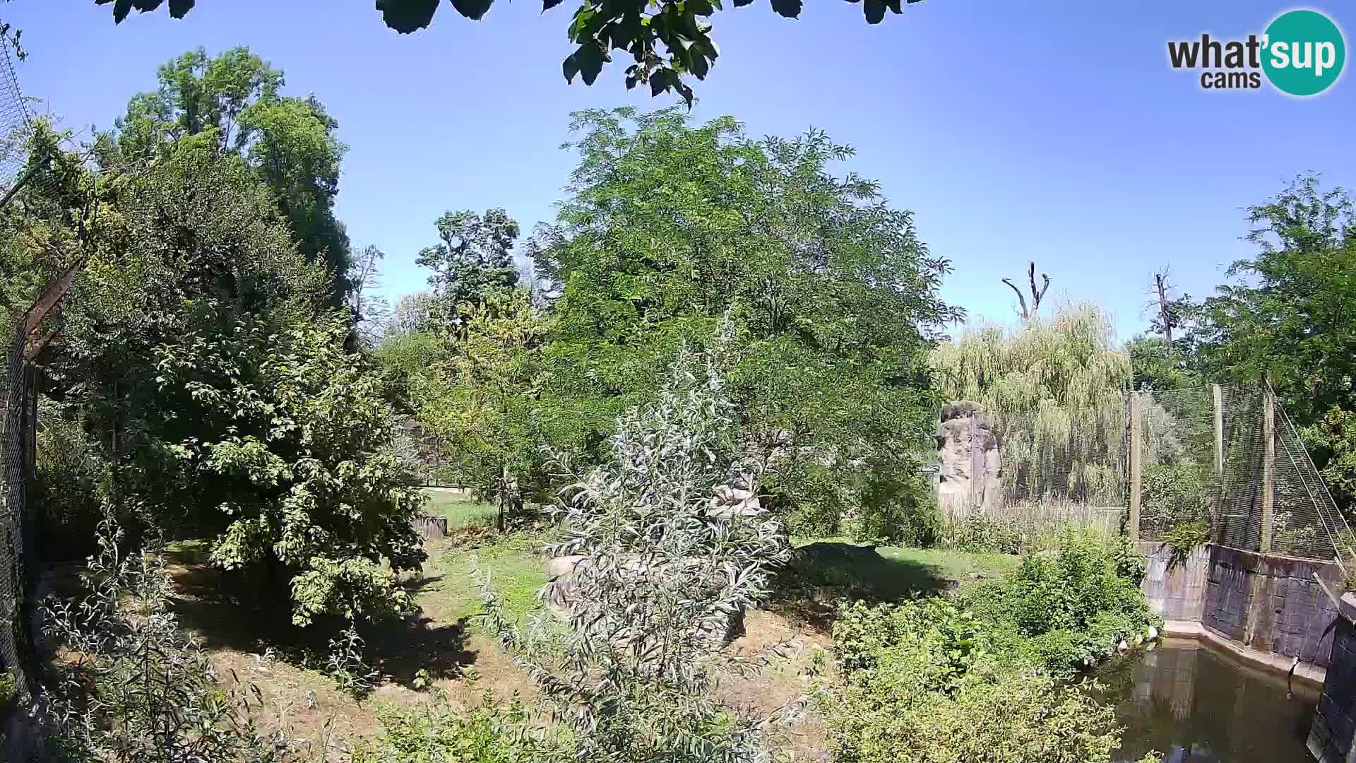 Zoo Zagreb – Lion