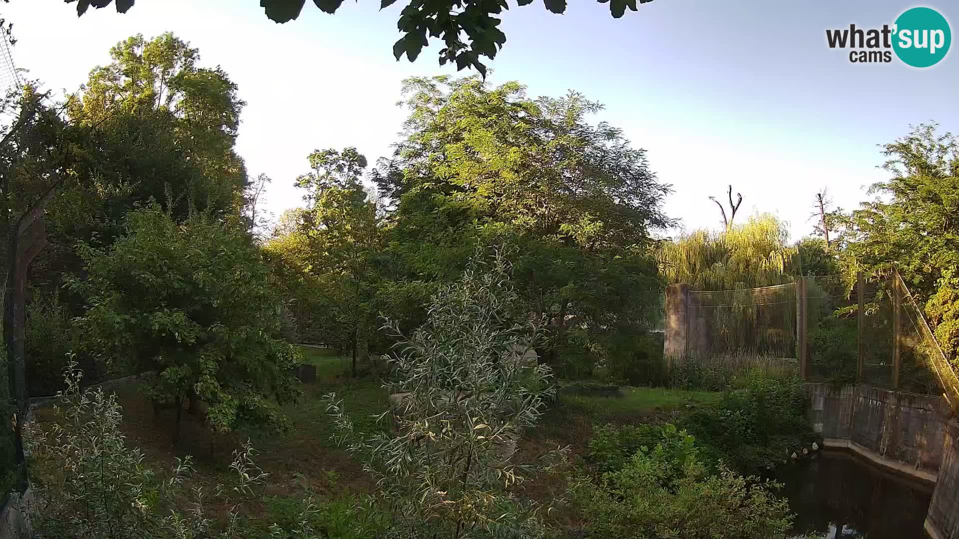 Zoo Zagreb – Lavovi