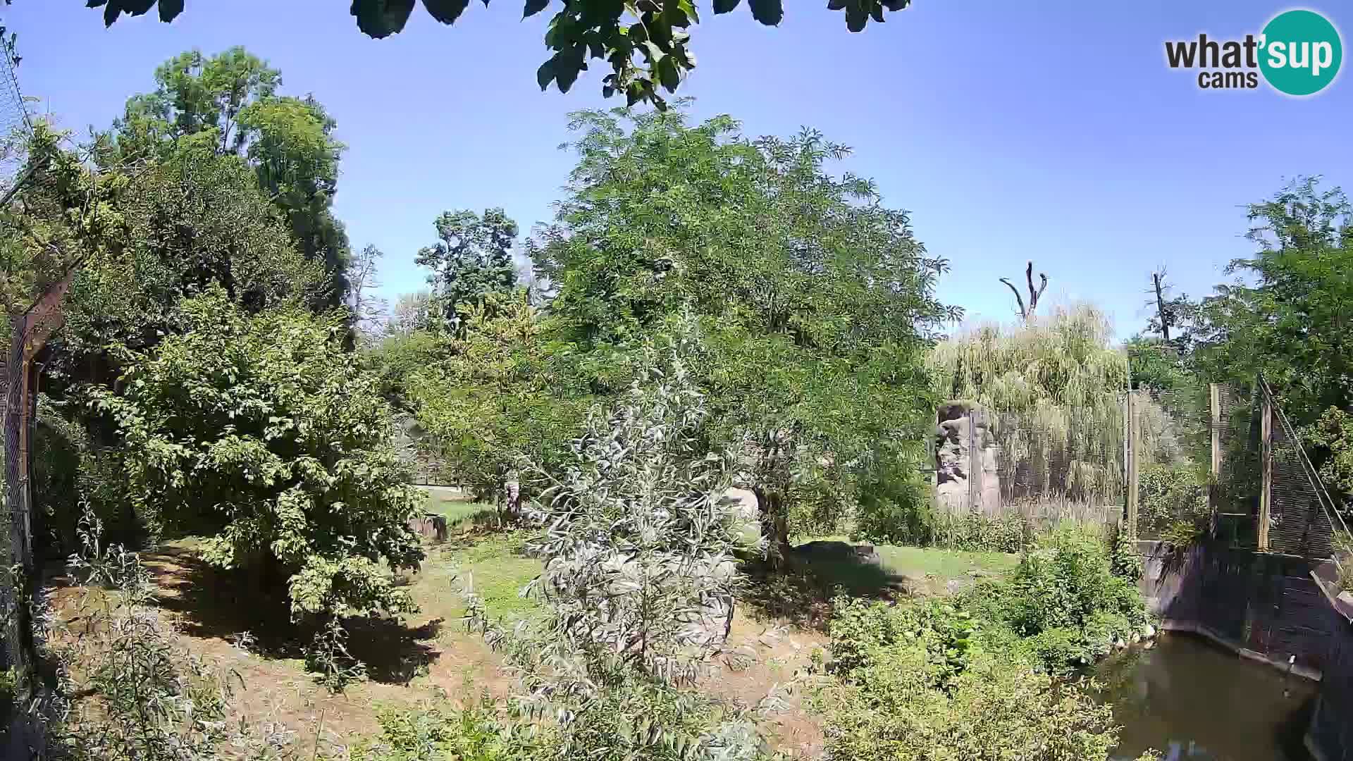Zoo Zagreb – Lavovi