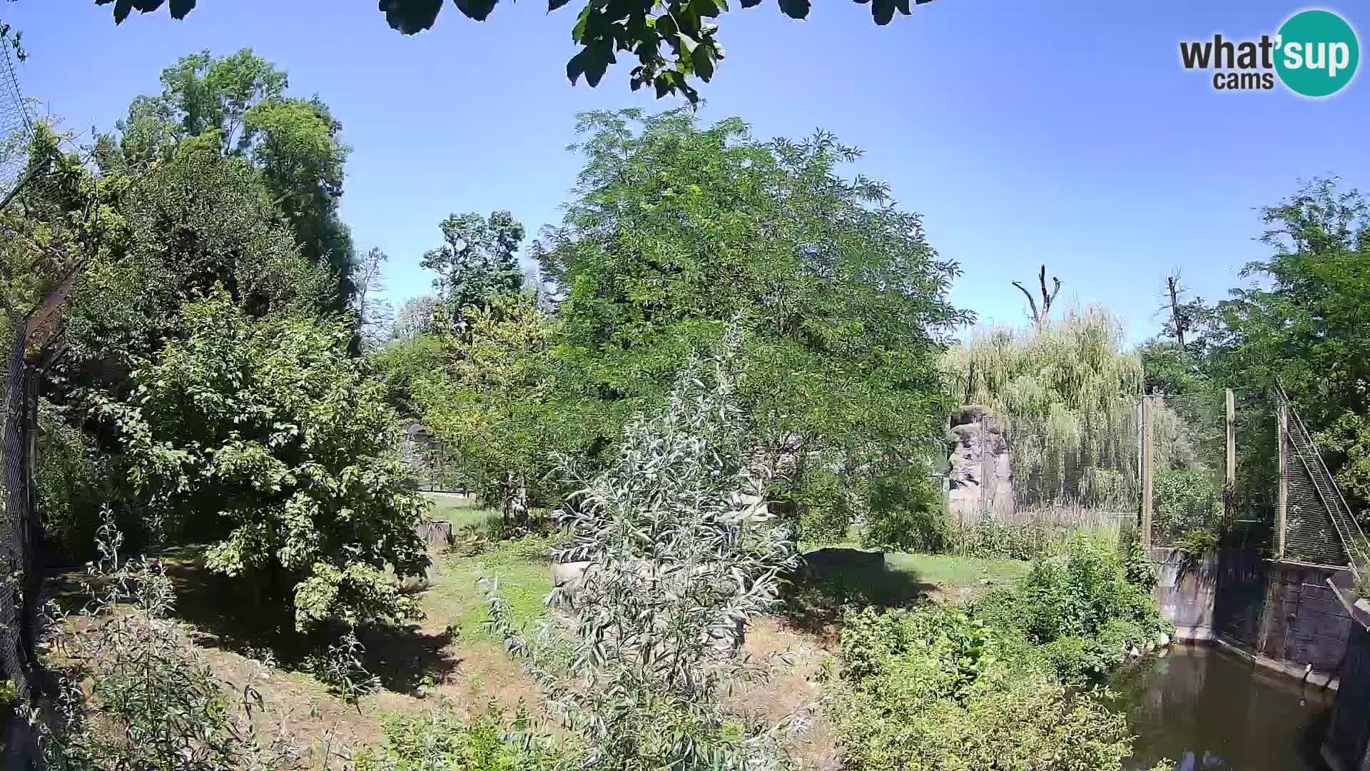 Zoo Zagreb – Leones