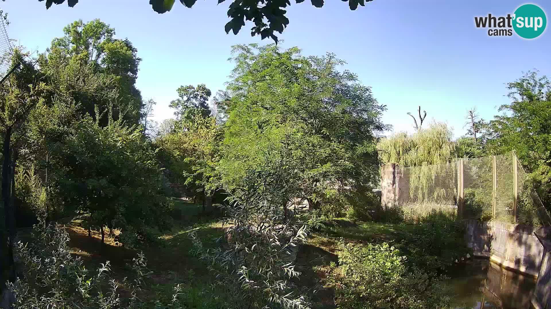Zoo Zagreb – Löwen