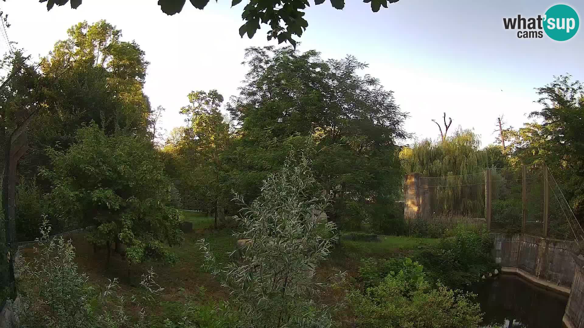 Zoo Zagreb – Lion