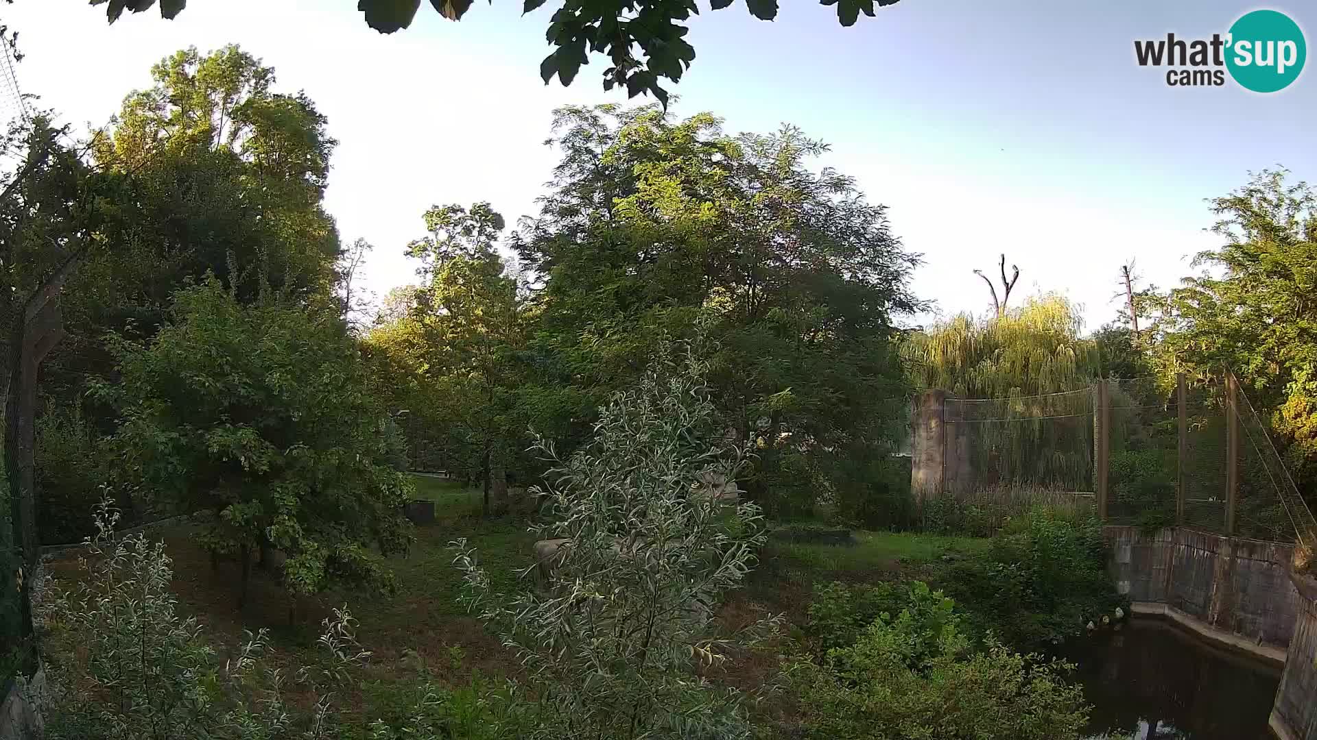Spletna kamera Zoo Zagreb – Levi