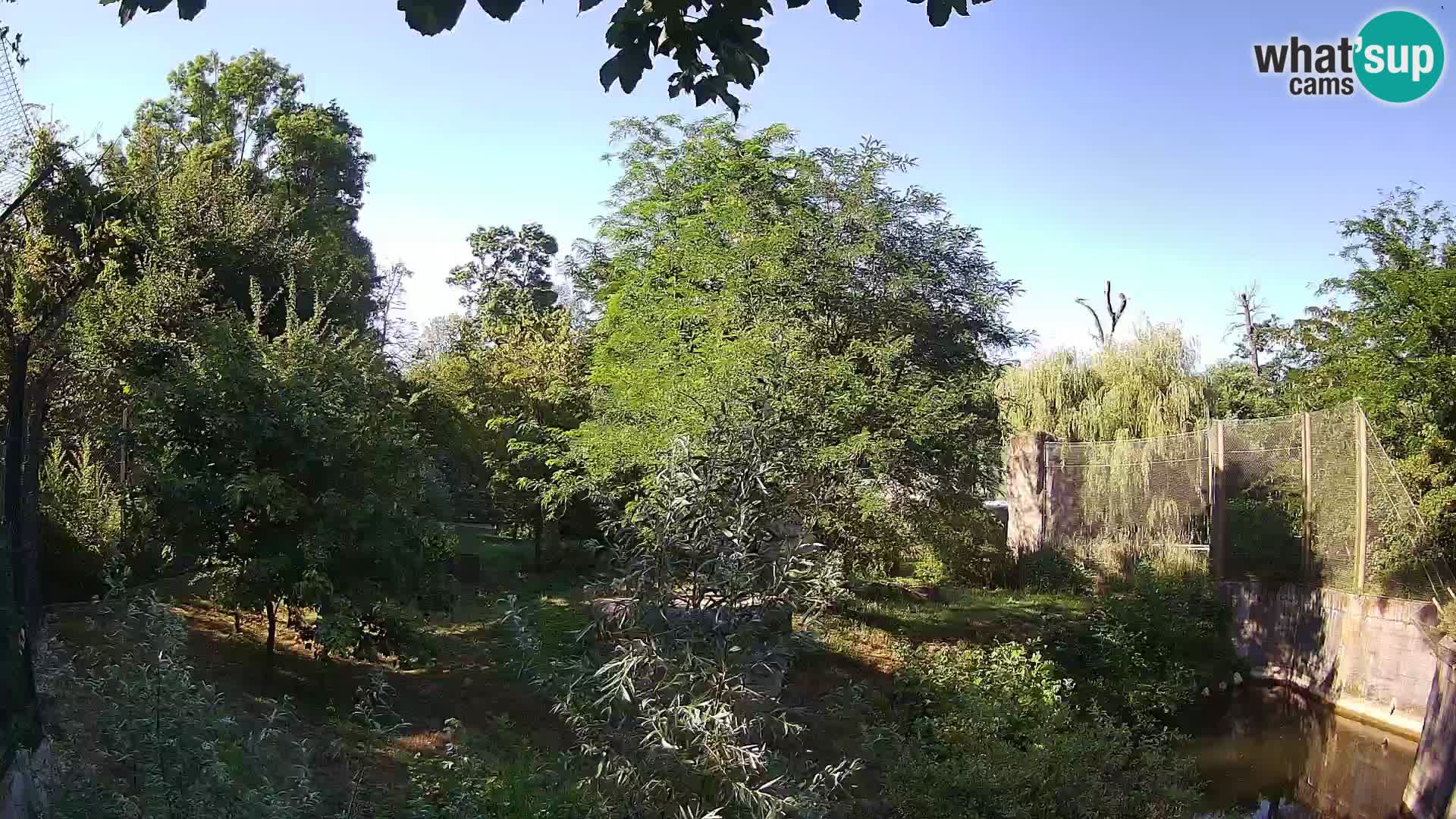 Zoo Zagreb – Lavovi