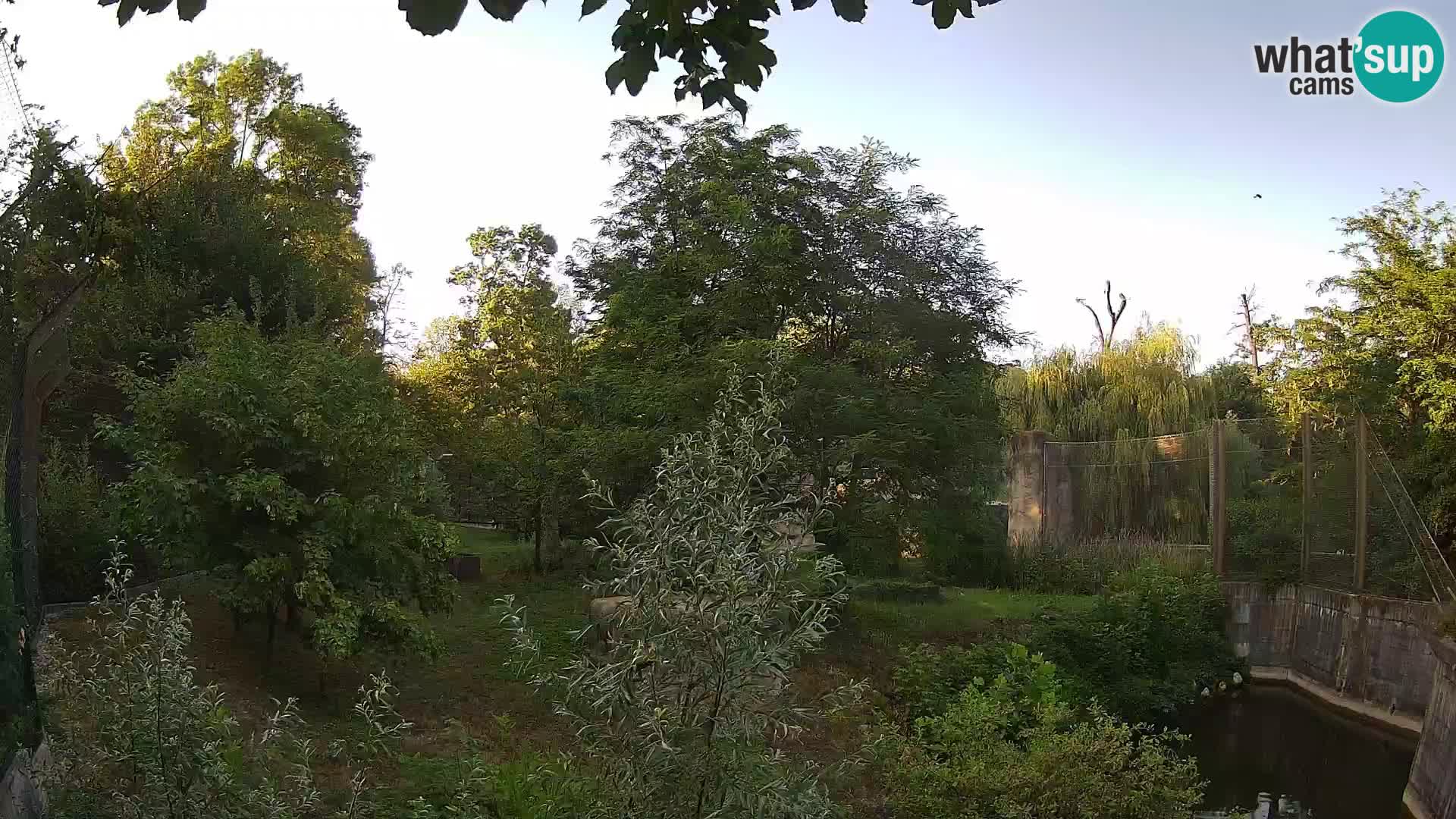 Zoo Zagreb – Lavovi