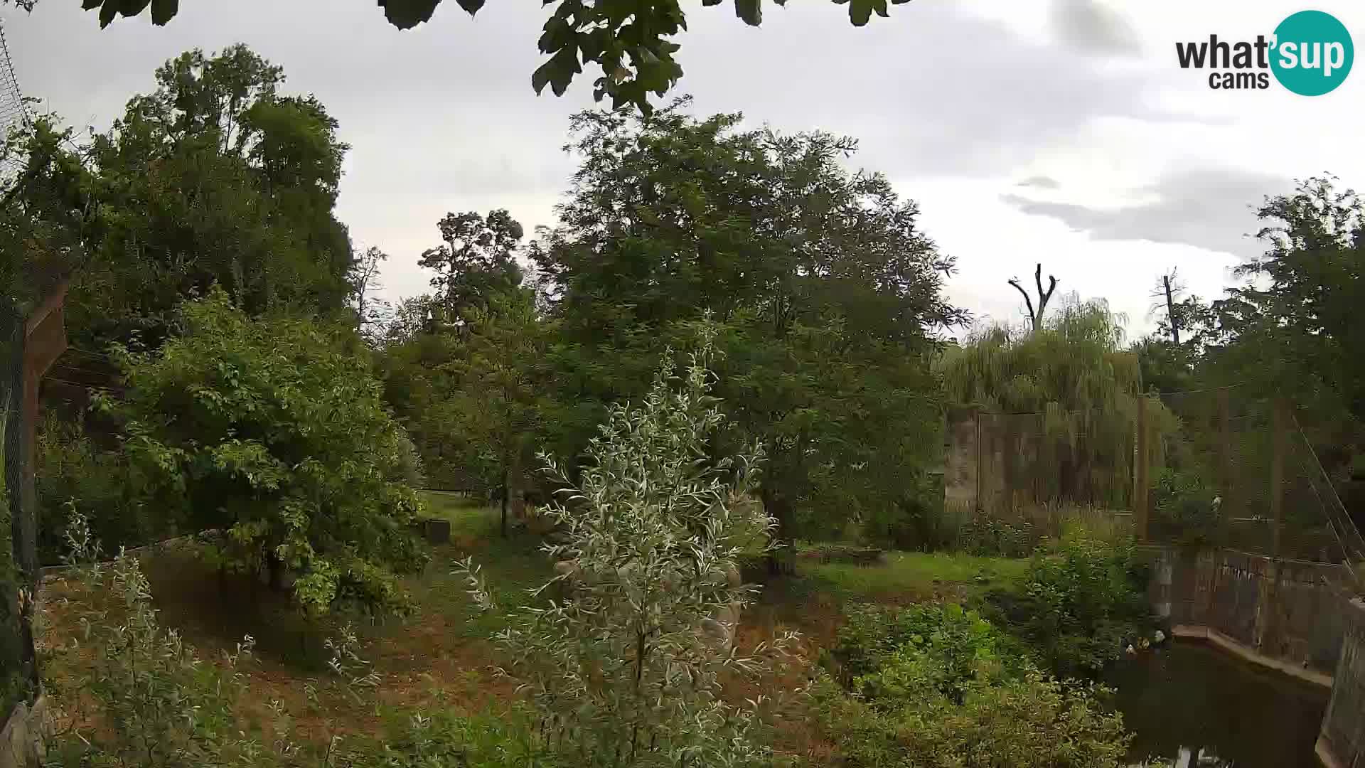 Zoo Zagreb – Lion