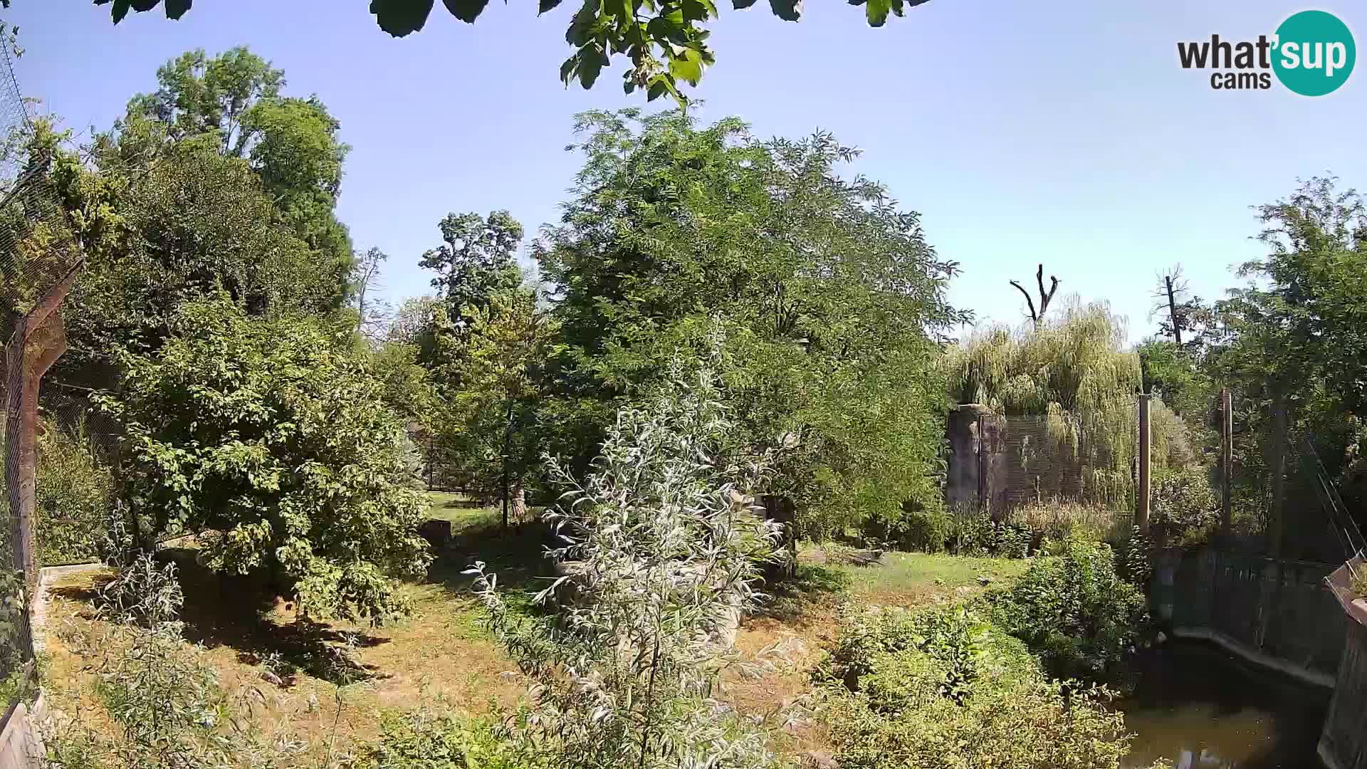 Zoo Zagreb – Leones