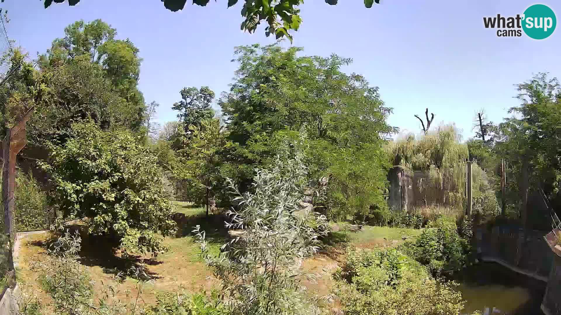 Zoo Zagreb – Lion