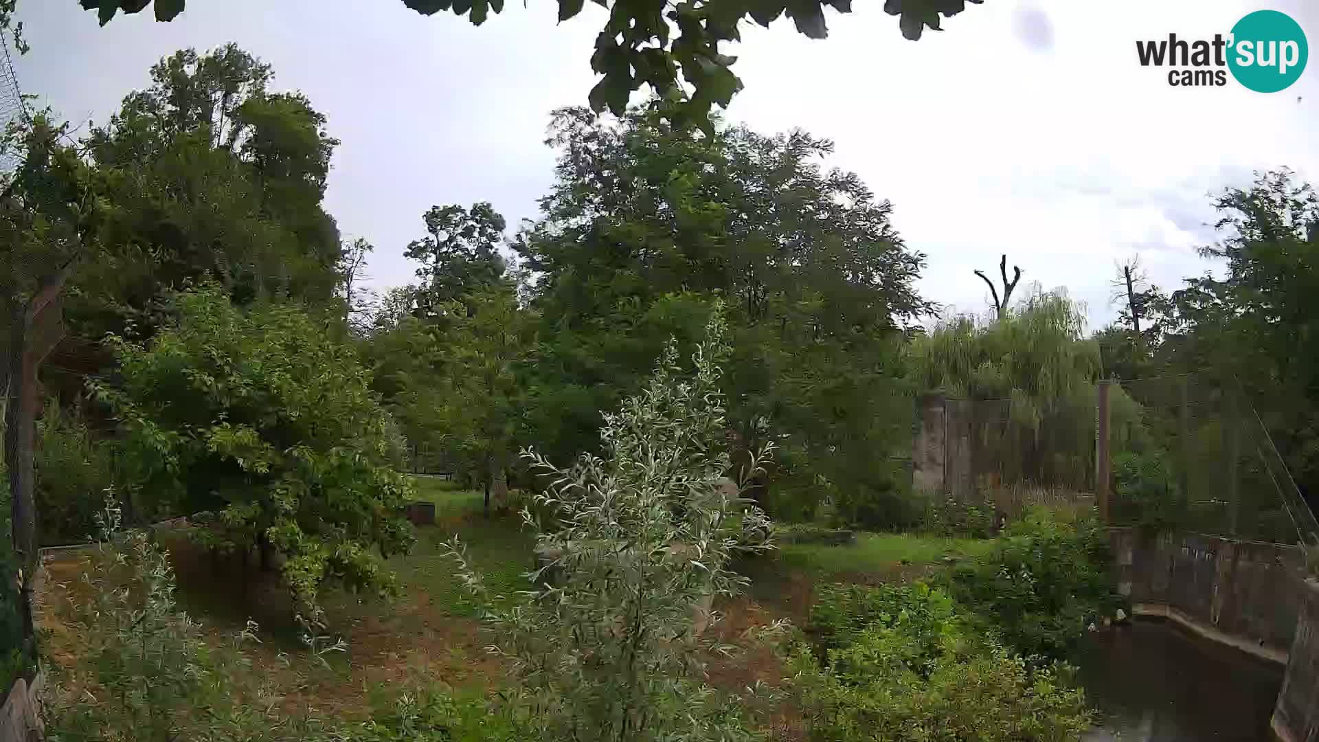 Zoo Zagreb – Lion