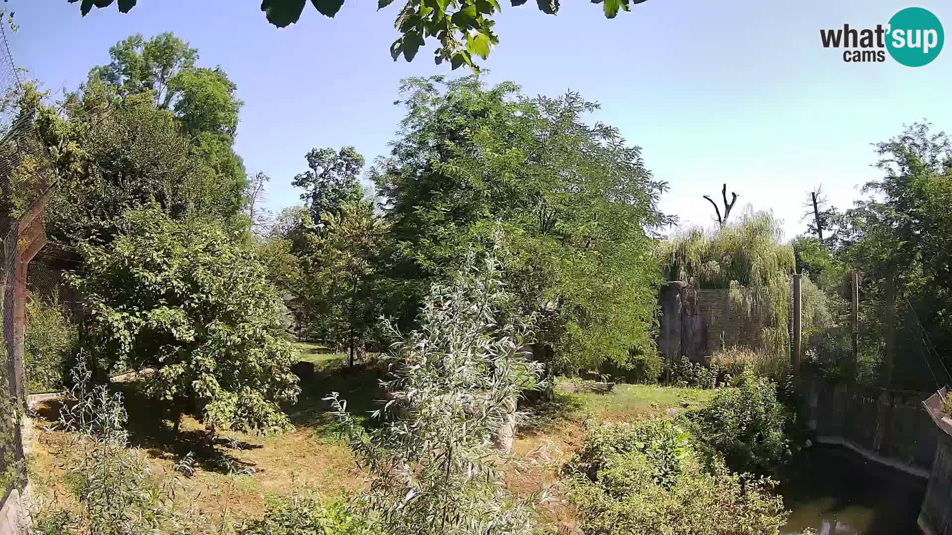 Zoo Zagreb – Leones