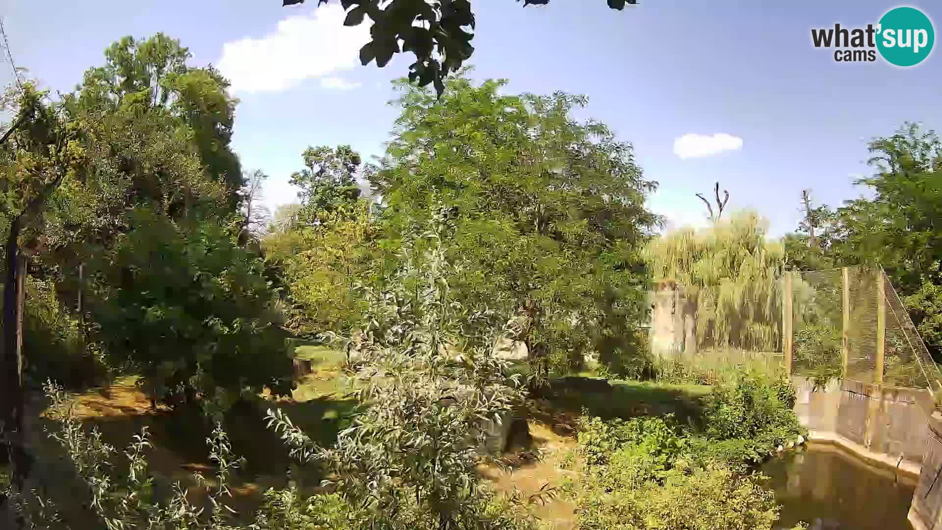 Zoo Zagreb – Leones