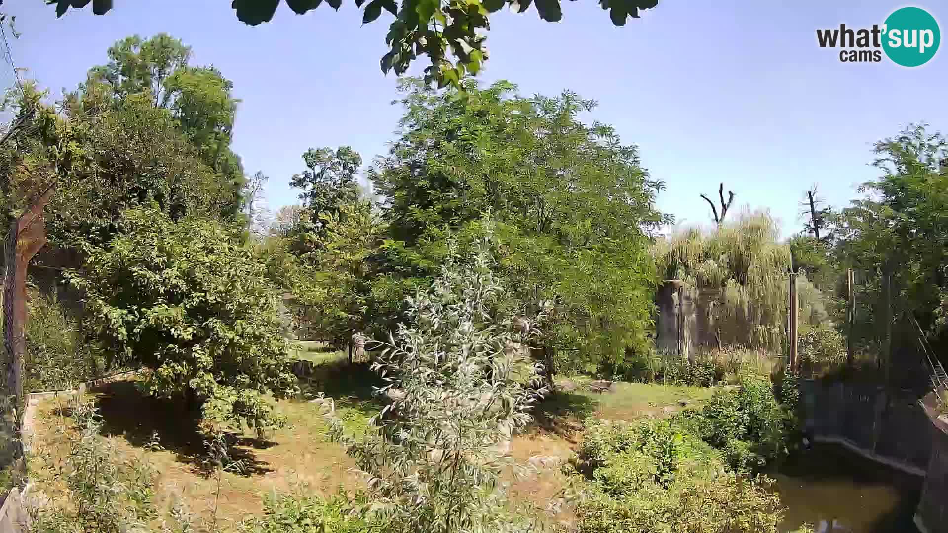 Zoo Zagreb – Löwen