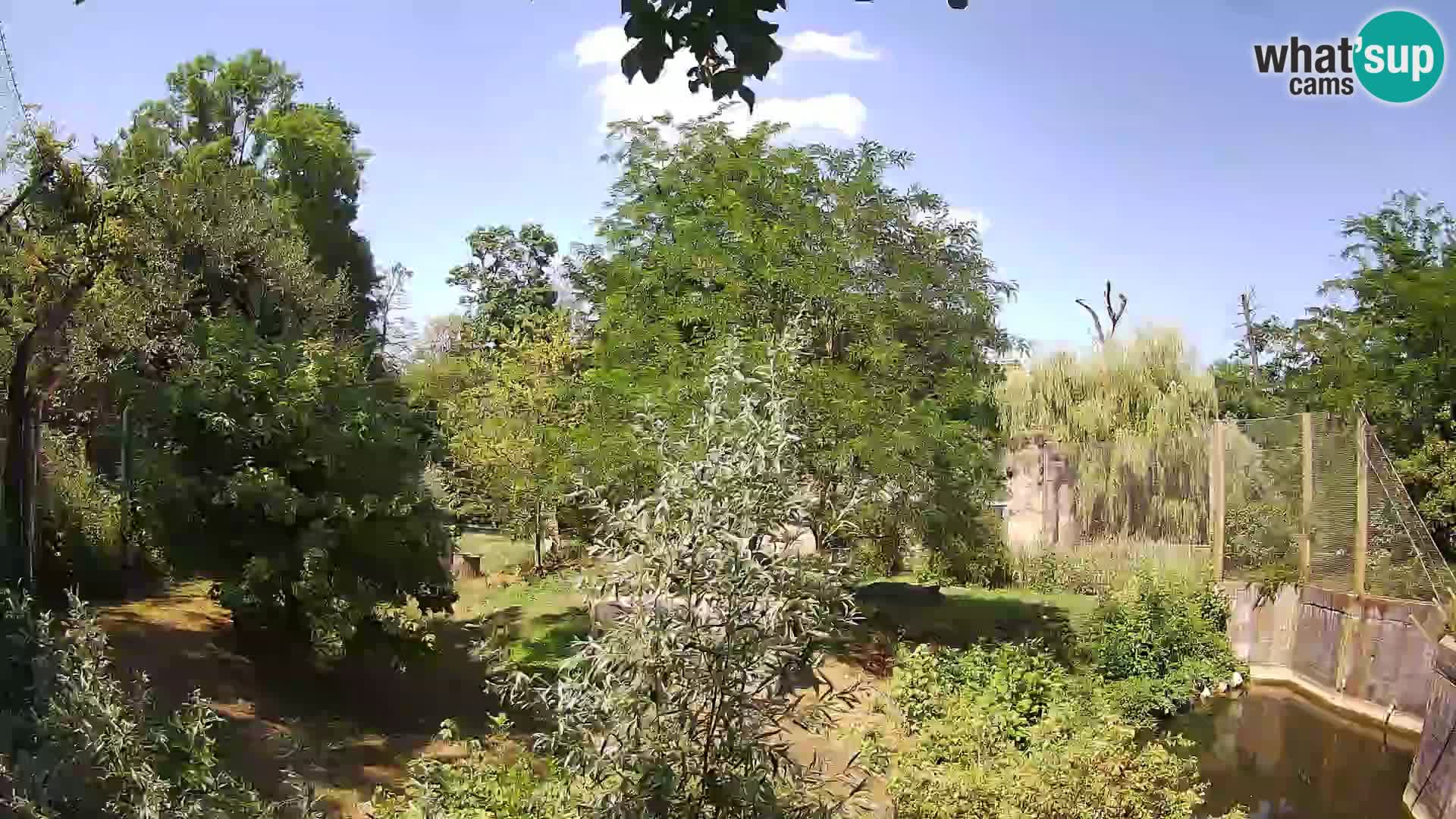 Zoo Zagreb – Leones