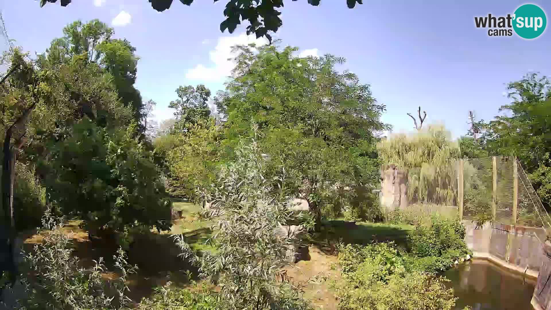 Zoo Zagreb – Lavovi
