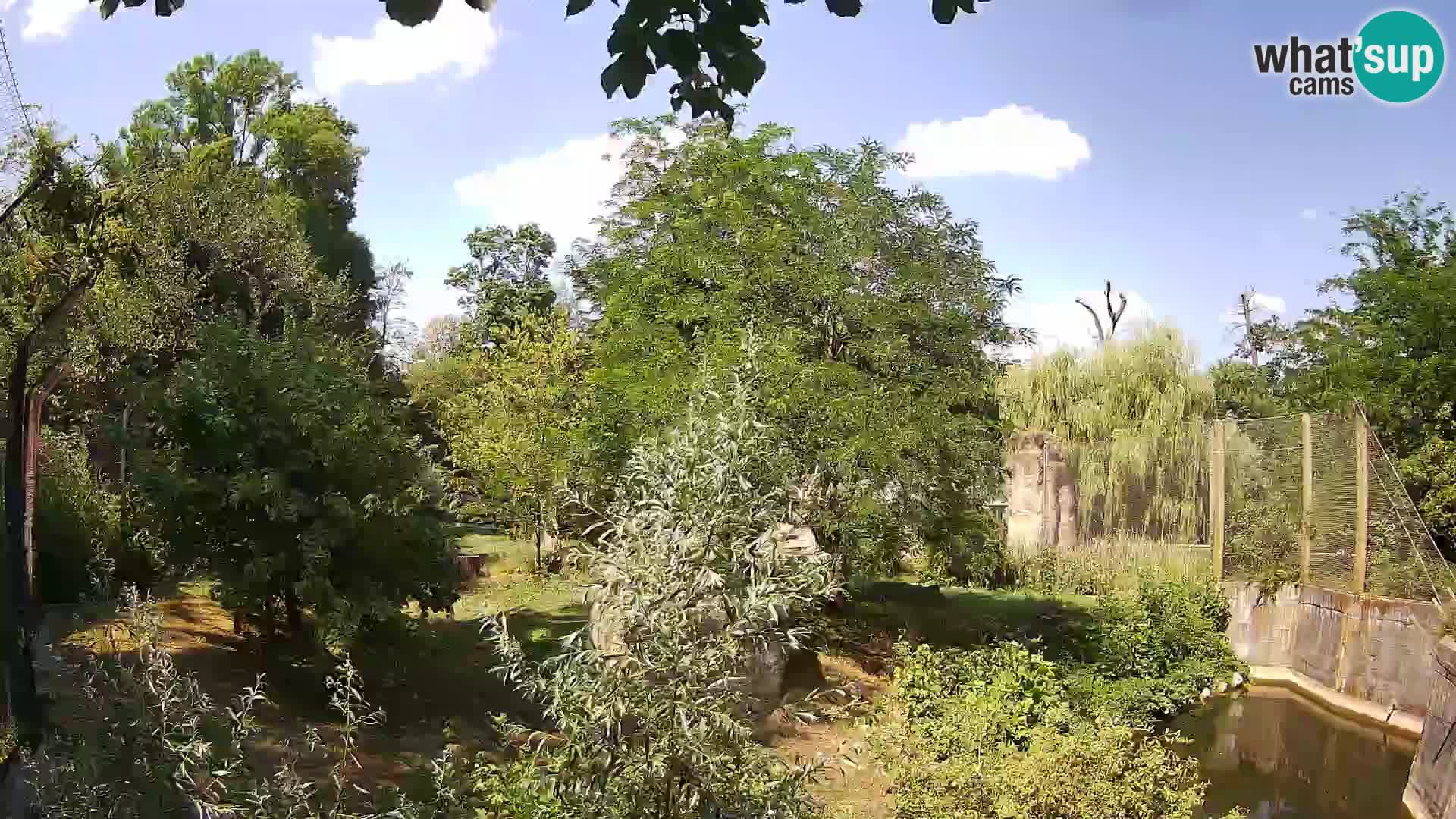 Zoo Zagreb – Lion