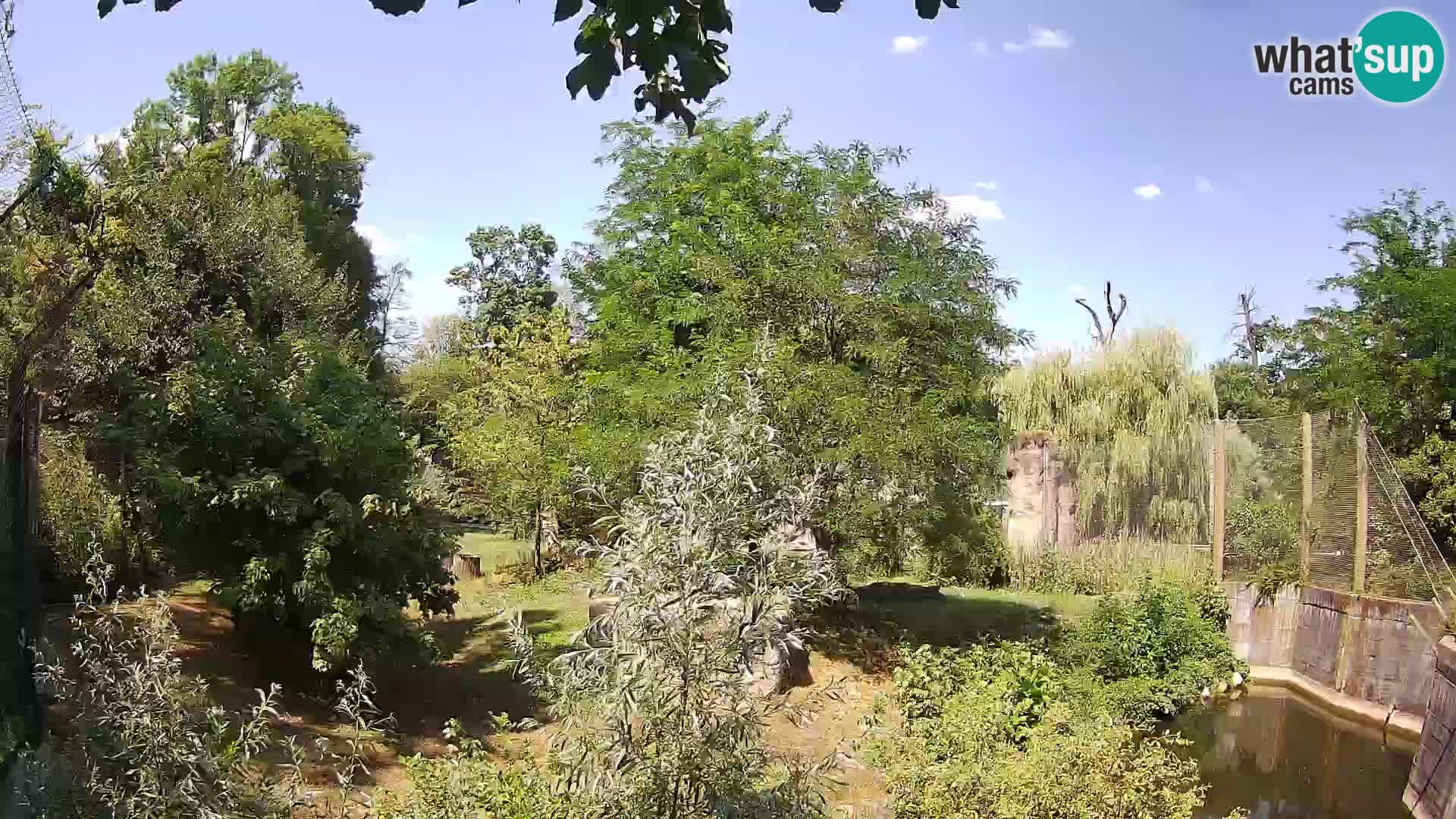 Zoo Zagreb – Lavovi