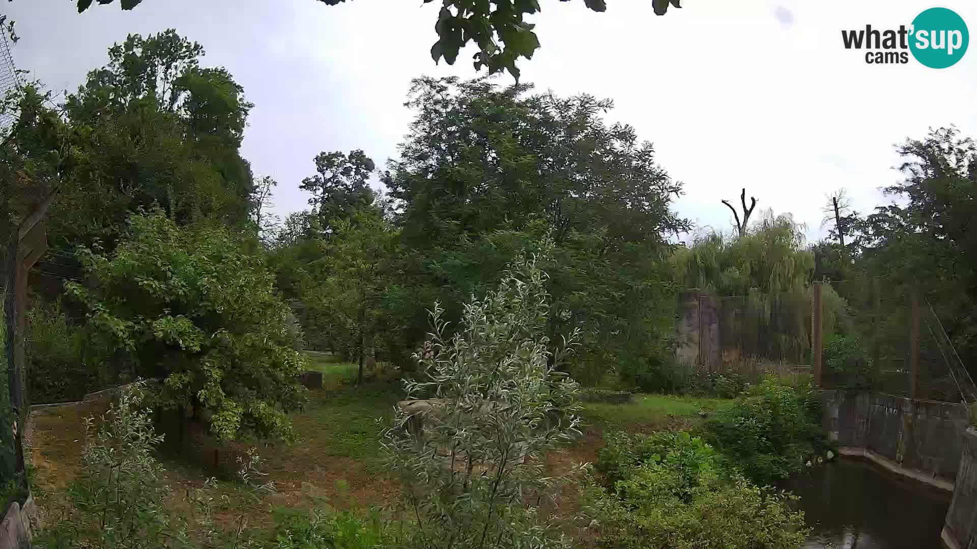 Zoo Zagreb – Lion