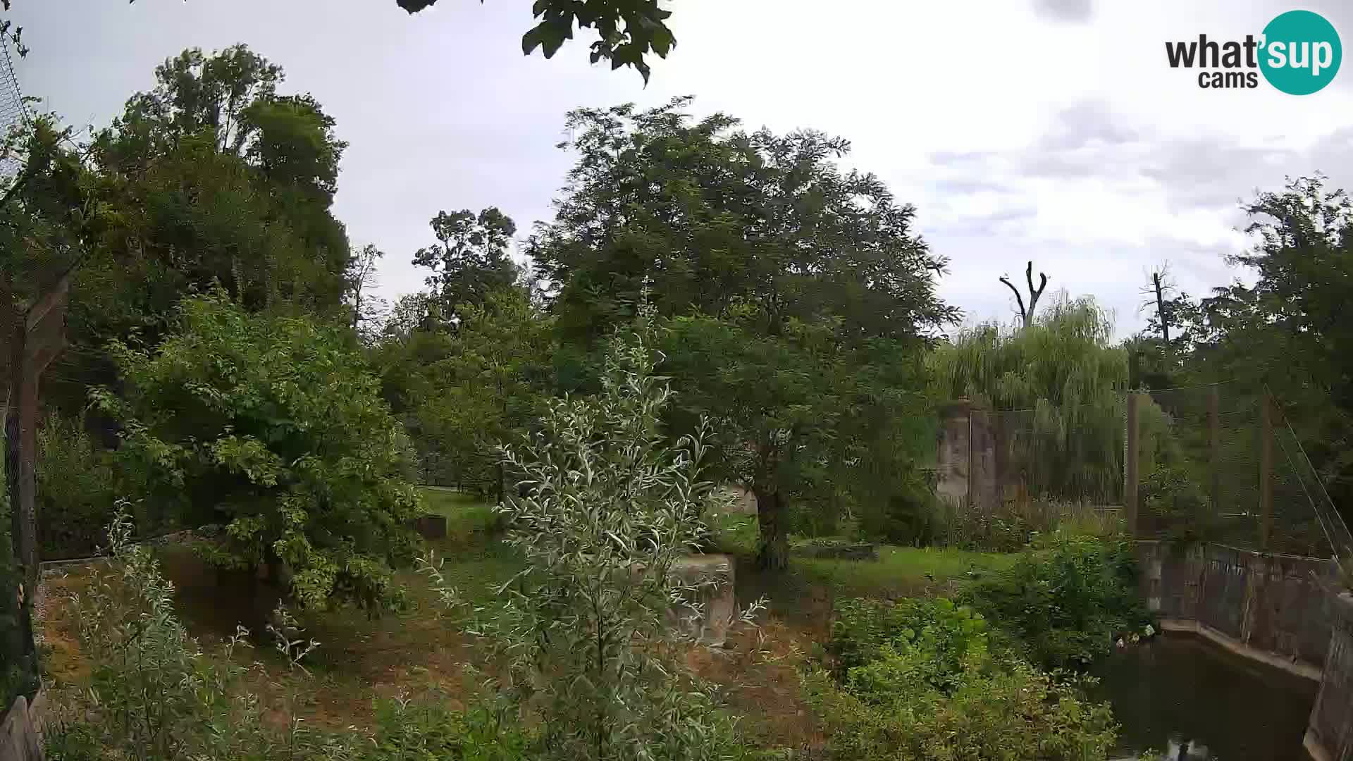 Zoo Zagreb – Lavovi