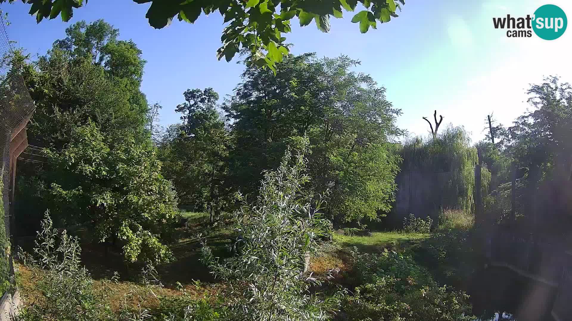 Zoo Zagreb – Lavovi