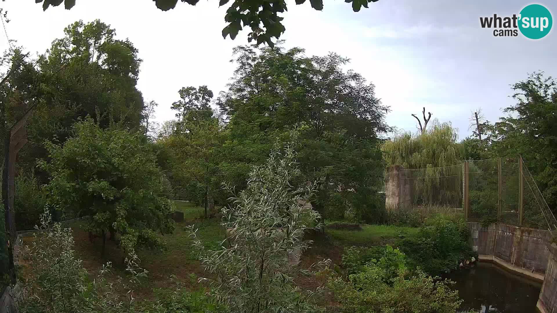 Zoo Zagreb – Lavovi