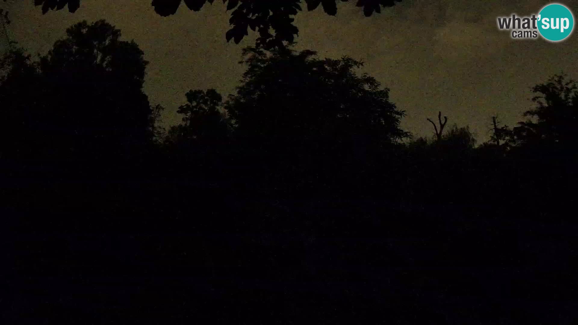 Spletna kamera Zoo Zagreb – Levi