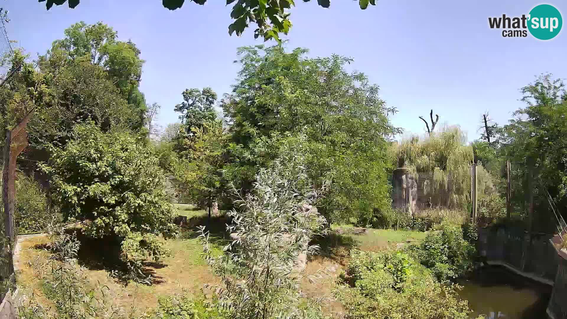Spletna kamera Zoo Zagreb – Levi
