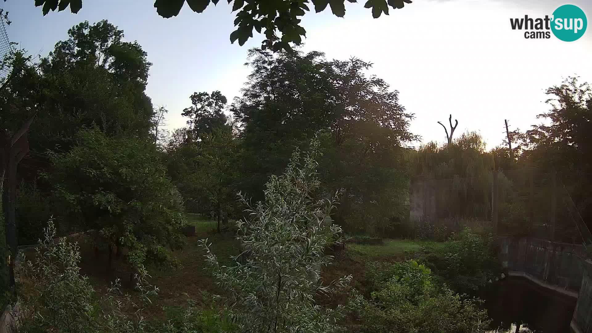 Zoo Zagreb – Lavovi