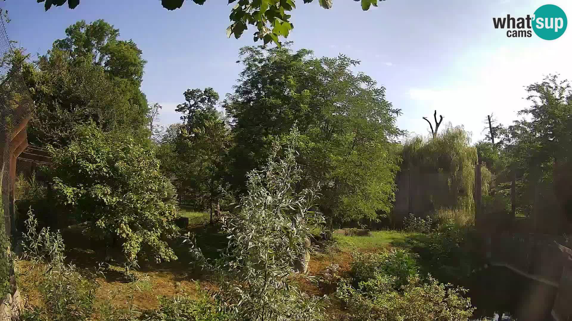 Spletna kamera Zoo Zagreb – Levi